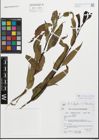 Foto von Salix fragilis L. x Salix triandra L.